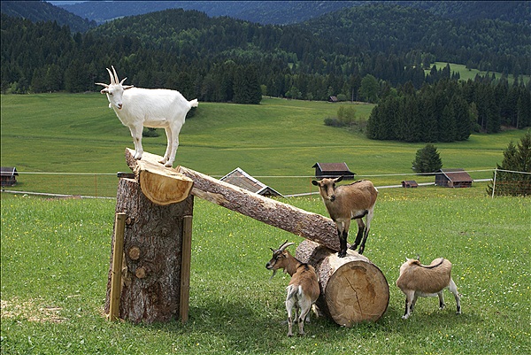 Foto:: Buckelwiesen / Mittenwald / 14.05.2011 (Foto,Fotos,Bilder,Bild,)
