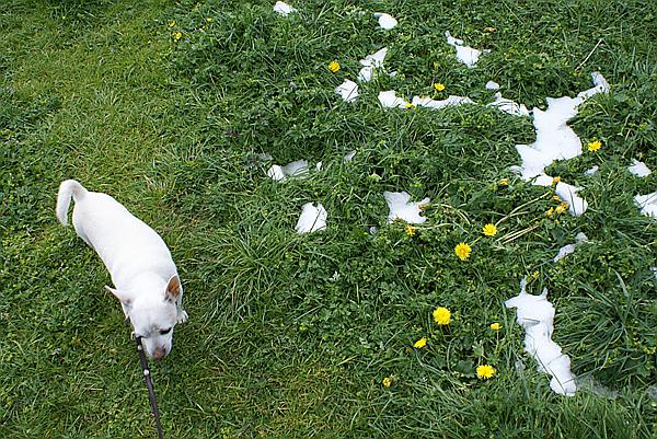 Foto:: Almdorf / Eng / 17.05.2011 (Foto,Fotos,Bilder,Bild,)
