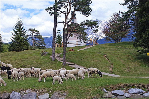 Foto:: Lautersee / Mittenwald / 18.05.2011 (Foto,Fotos,Bilder,Bild,)