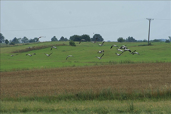 Foto:: Kraniche / Pilwa / 14.07.2011 (Foto,Fotos,Bilder,Bild,)
