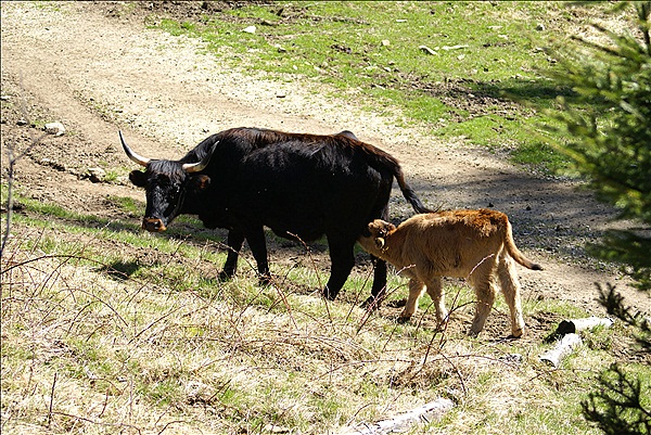 Foto:: Nationalparkgebiet Falkenstein / Ludwigsthal / 28.04.2012 (Foto,Fotos,Bilder,Bild,)