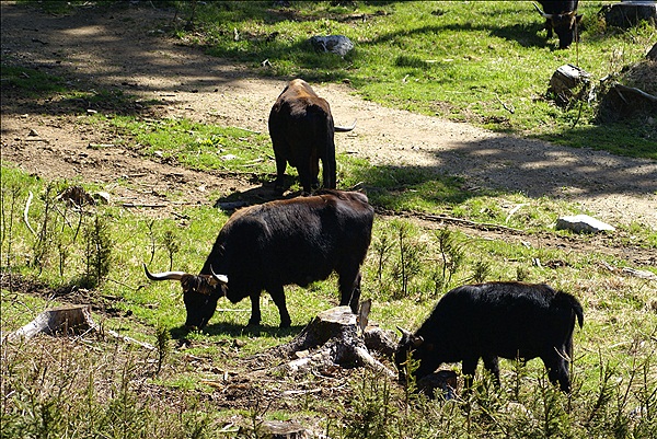 Foto:: Nationalparkgebiet Falkenstein / Ludwigsthal / 28.04.2012 (Foto,Fotos,Bilder,Bild,)