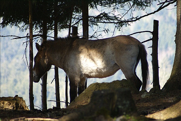 Foto:: Nationalparkgebiet Falkenstein / Ludwigsthal / 28.04.2012 (Foto,Fotos,Bilder,Bild,)