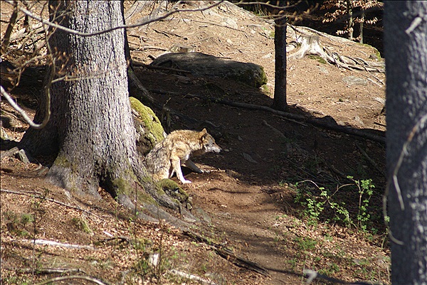 Foto:: Nationalparkgebiet Falkenstein / Ludwigsthal / 28.04.2012 (Foto,Fotos,Bilder,Bild,)