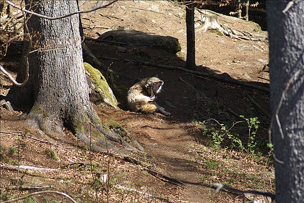 Foto:: Nationalparkgebiet Falkenstein / Ludwigsthal / 28.04.2012 (Foto,Fotos,Bilder,Bild,)