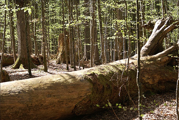 Foto:: Bayerisch Eisenstein / 28.04.2012 (Foto,Fotos,Bilder,Bild,)