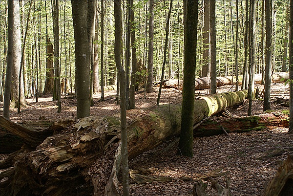 Foto:: Bayerisch Eisenstein / 28.04.2012 (Foto,Fotos,Bilder,Bild,)