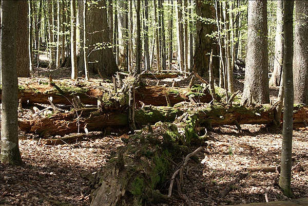 Foto:: Bayerisch Eisenstein / 28.04.2012 (Foto,Fotos,Bilder,Bild,)