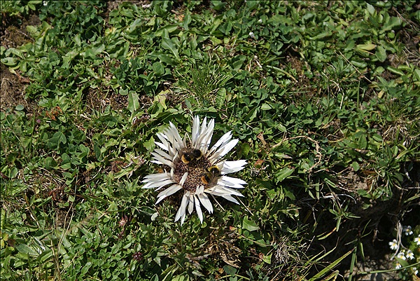 Foto:: Silberdiestel / Unkenberg / 10.09.2012 (Foto,Fotos,Bilder,Bild,)