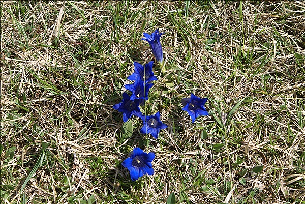Foto:: Isar-Natur-Erlebnisweg / Kruen / 03.05.2013 (Foto,Fotos,Bilder,Bild,)