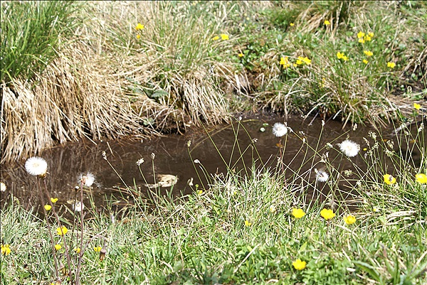 Foto:: Isar-Natur-Erlebnisweg / Kruen / 03.05.2013 (Foto,Fotos,Bilder,Bild,)