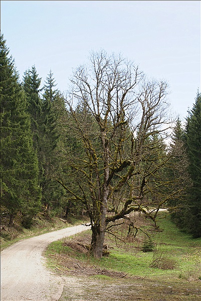 Foto:: Wanderung / Garmisch-Partenkirchen / 05.05.2013 (Foto,Fotos,Bilder,Bild,)