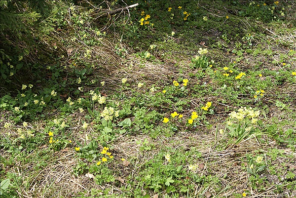 Foto:: Wanderung / Garmisch-Partenkirchen / 05.05.2013 (Foto,Fotos,Bilder,Bild,)