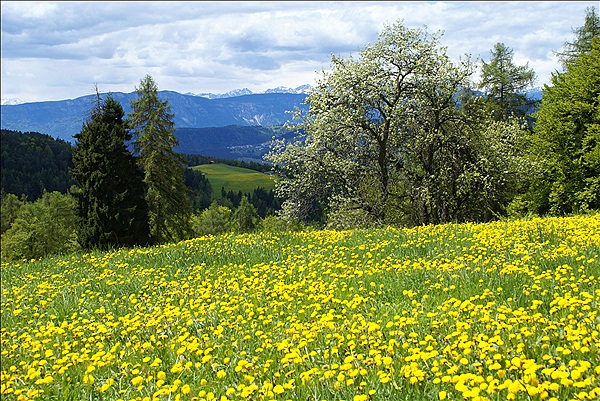 Foto:: Wanderung / Oberinn / 12.05.2013 (Foto,Fotos,Bilder,Bild,)