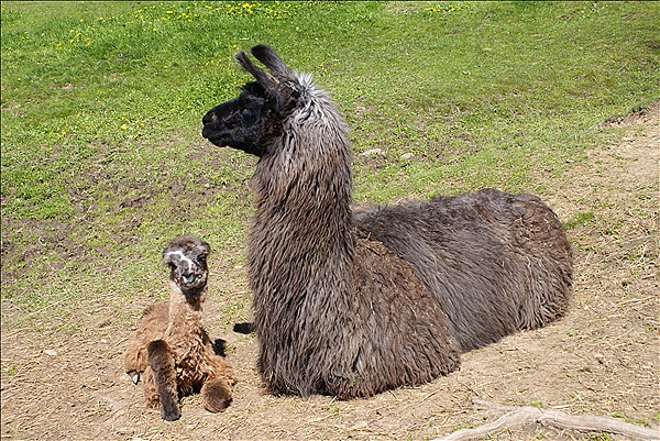 Foto:: Kaserhof / Oberbozen / 13.05.2013 (Foto,Fotos,Bilder,Bild,)