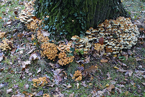 Foto:: Park Sanssouci / Potdsdam / 11.10.2013 (Foto,Fotos,Bilder,Bild,)