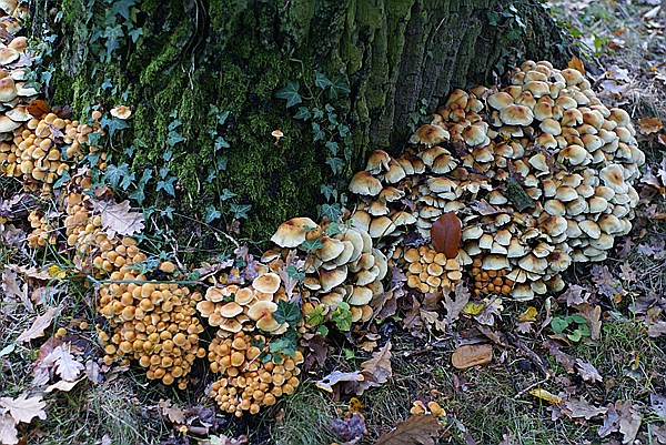Foto:: Park Sanssouci / Potdsdam / 11.10.2013 (Foto,Fotos,Bilder,Bild,)
