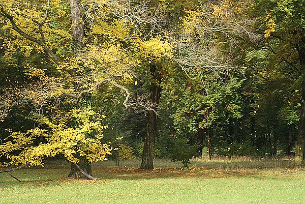 Foto:: Park Sanssouci / Potdsdam / 11.10.2013 (Foto,Fotos,Bilder,Bild,)