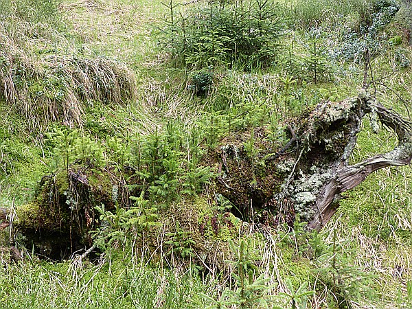 Foto:: Rundwanderung / Sachsengrund / 04.05.2014 (Foto,Fotos,Bilder,Bild,)