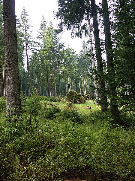 Foto:: Rundwanderung / Sachsengrund / 04.05.2014 (Foto,Fotos,Bilder,Bild,)
