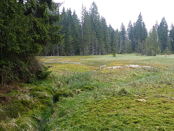 Foto:: Rundwanderung / Sachsengrund / 04.05.2014 (Foto,Fotos,Bilder,Bild,)