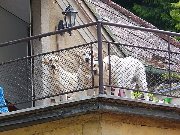 Foto:: Wanderung / Lodenice - Karlstejn - Lodenice / 08.05.2014 (Foto,Fotos,Bilder,Bild,)