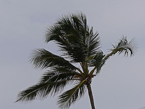 Foto:: Strand / Punta Cana / 09.06.2014 (Foto,Fotos,Bilder,Bild,)