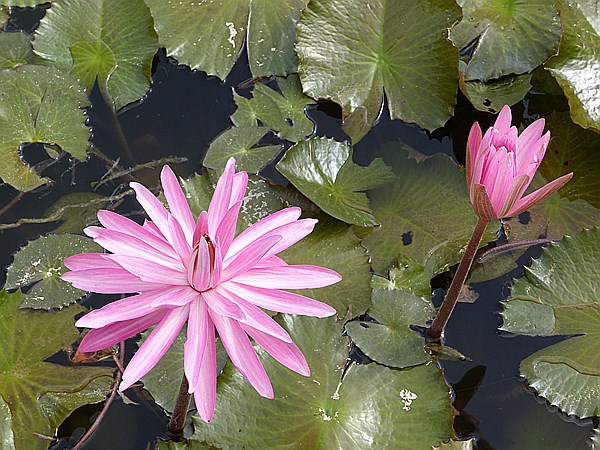 Foto:: Botanischer Garten / Santo Domingo / 11.06.2014 (Foto,Fotos,Bilder,Bild,)