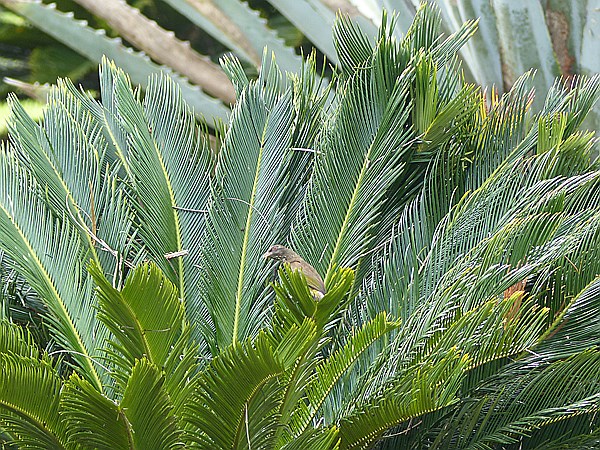 Foto:: Botanischer Garten / Santo Domingo / 11.06.2014 (Foto,Fotos,Bilder,Bild,)