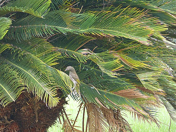 Foto:: Botanischer Garten / Santo Domingo / 11.06.2014 (Foto,Fotos,Bilder,Bild,)