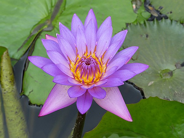 Foto:: Botanischer Garten / Santo Domingo / 11.06.2014 (Foto,Fotos,Bilder,Bild,)