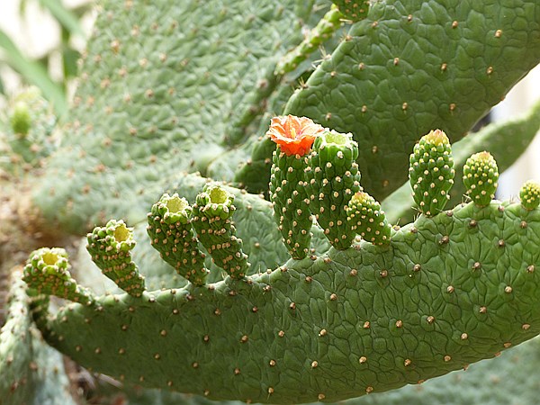 Foto:: Botanischer Garten / Santo Domingo / 11.06.2014 (Foto,Fotos,Bilder,Bild,)
