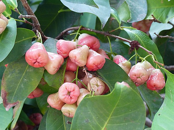 Foto:: Botanischer Garten / Santo Domingo / 11.06.2014 (Foto,Fotos,Bilder,Bild,)