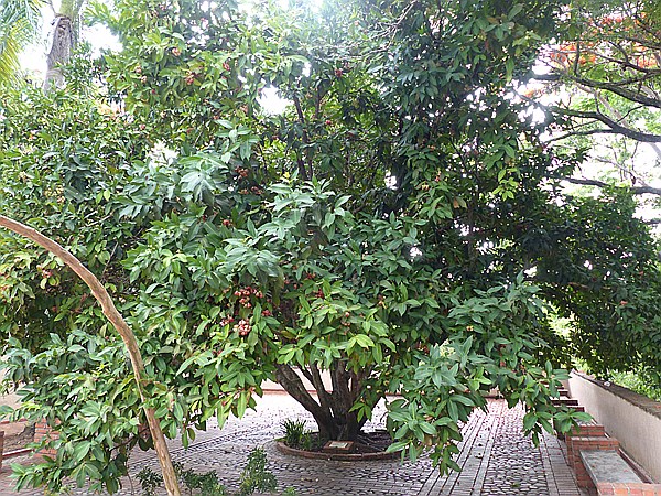 Foto:: Botanischer Garten / Santo Domingo / 11.06.2014 (Foto,Fotos,Bilder,Bild,)