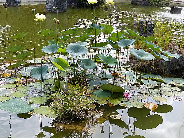 Foto:: Botanischer Garten / Santo Domingo / 11.06.2014 (Foto,Fotos,Bilder,Bild,)