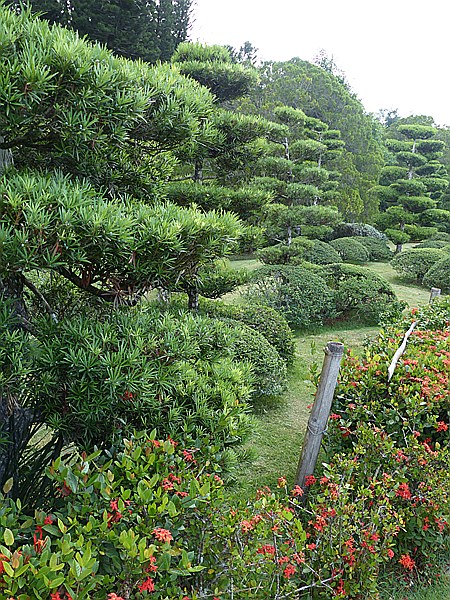 Foto:: Botanischer Garten / Santo Domingo / 11.06.2014 (Foto,Fotos,Bilder,Bild,)