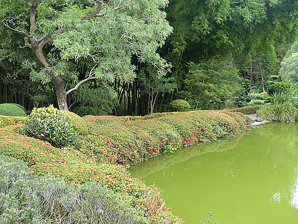 Foto:: Botanischer Garten / Santo Domingo / 11.06.2014 (Foto,Fotos,Bilder,Bild,)