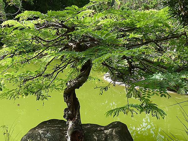 Foto:: Botanischer Garten / Santo Domingo / 11.06.2014 (Foto,Fotos,Bilder,Bild,)