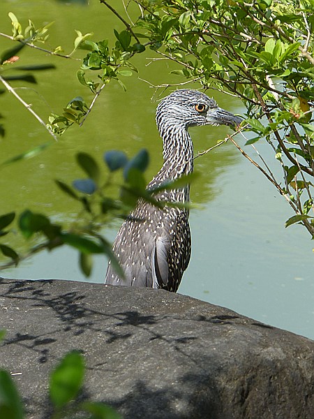 Foto:: Botanischer Garten / Santo Domingo / 11.06.2014 (Foto,Fotos,Bilder,Bild,)