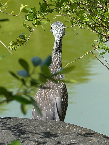 Foto:: Botanischer Garten / Santo Domingo / 11.06.2014 (Foto,Fotos,Bilder,Bild,)