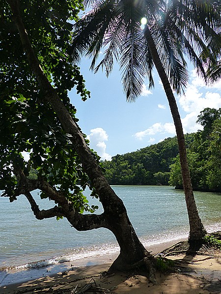 Foto:: Nationalpark / Los Haitises / 13.06.2014 (Foto,Fotos,Bilder,Bild,)