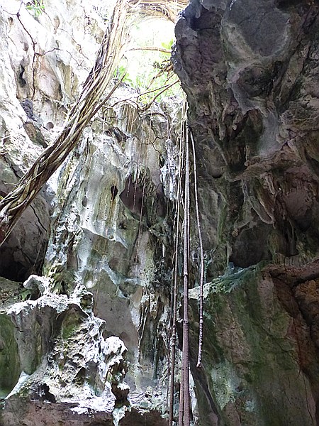 Foto:: Nationalpark / Los Haitises / 13.06.2014 (Foto,Fotos,Bilder,Bild,)