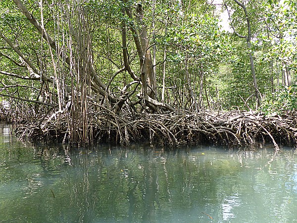 Foto:: Nationalpark / Los Haitises / 13.06.2014 (Foto,Fotos,Bilder,Bild,)