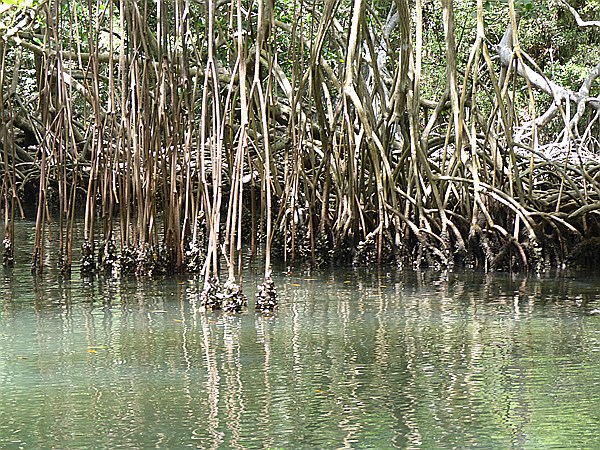 Foto:: Nationalpark / Los Haitises / 13.06.2014 (Foto,Fotos,Bilder,Bild,)