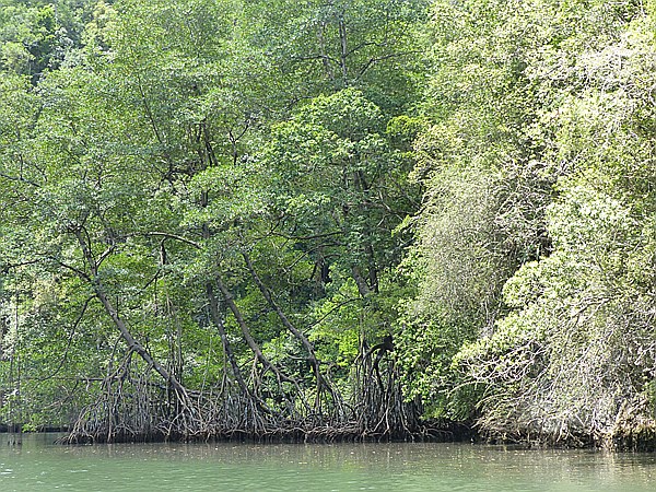 Foto:: Nationalpark / Los Haitises / 13.06.2014 (Foto,Fotos,Bilder,Bild,)