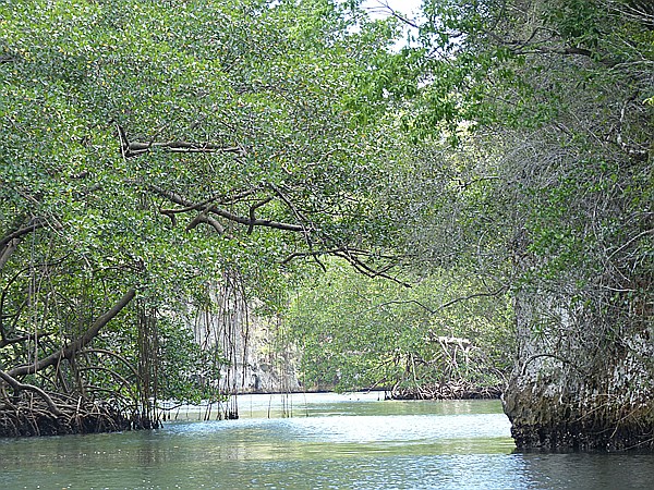 Foto:: Nationalpark / Los Haitises / 13.06.2014 (Foto,Fotos,Bilder,Bild,)