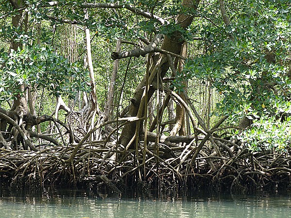 Foto:: Nationalpark / Los Haitises / 13.06.2014 (Foto,Fotos,Bilder,Bild,)