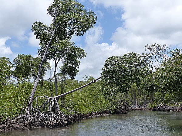 Foto:: Nationalpark / Los Haitises / 13.06.2014 (Foto,Fotos,Bilder,Bild,)