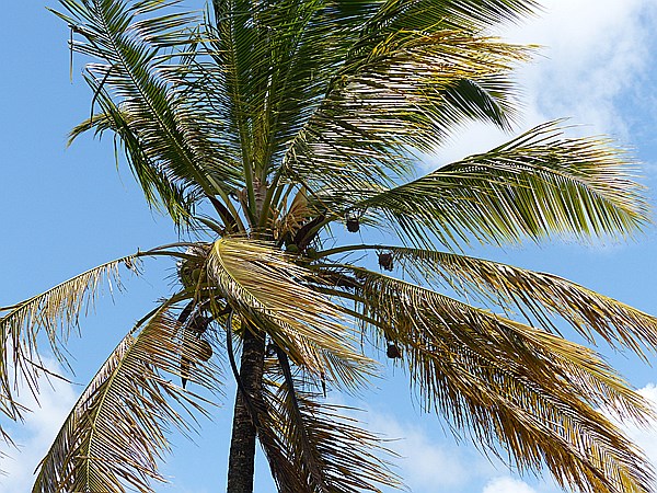 Foto:: Weg zum Altos de Cano Hondo / Sabana de la Mar / 13.06.2014 (Foto,Fotos,Bilder,Bild,)