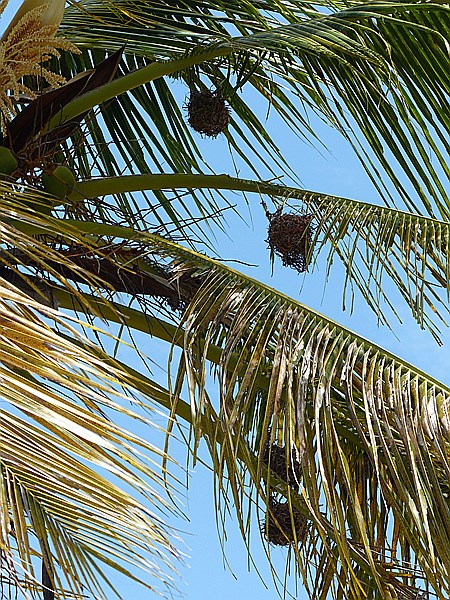 Foto:: Weg zum Altos de Cano Hondo / Sabana de la Mar / 13.06.2014 (Foto,Fotos,Bilder,Bild,)